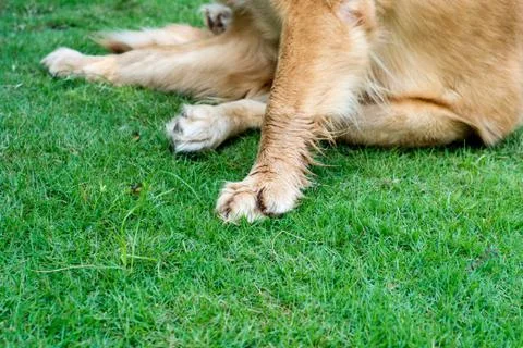 Dog leg Stock Photos