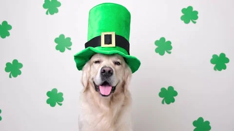 A dog in  leprechaun hat sits on a white background with green clovers. Stock Footage 170307289