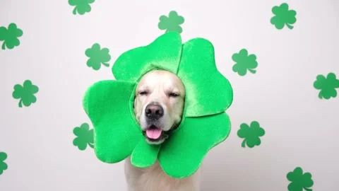 A dog in a leprechaun hat sits on a white background with green clovers. Stock Footage 170307848