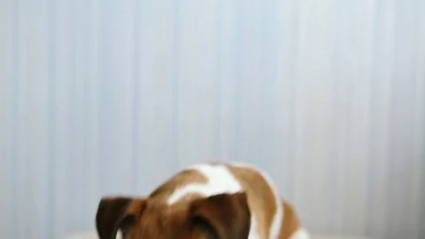 Dog lick looking attentively Vídeo Stock 72919100