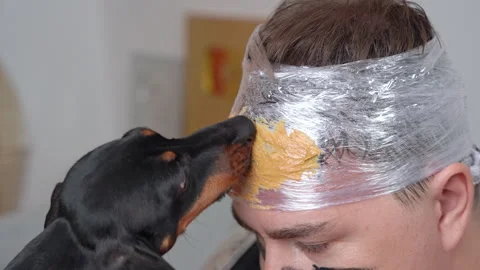 Dog lick peanut butter off owner face Stock Video Pond5
