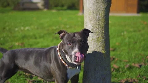 Dog licked himself Stock Footage 143872526