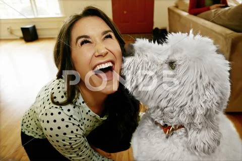 Dog licking Caucasian woman's face Stock-Fotos