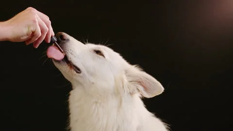 Dog licking a dropper filled with CBD oil Stock Footage