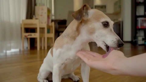 Dog licking hand Stock-Footage 134697726