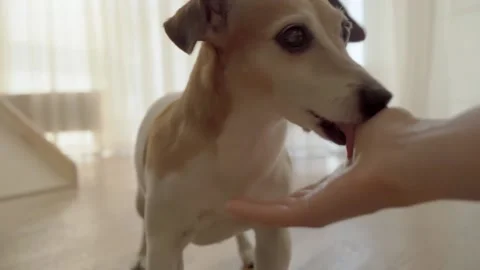 Dog licking hand Vídeo Stock 134697750