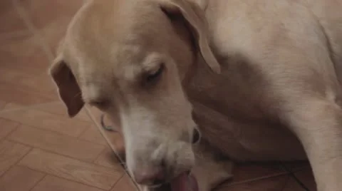 Dog licking himself Stock Footage 22034913