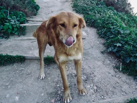 Dog licking lips Stock Photos