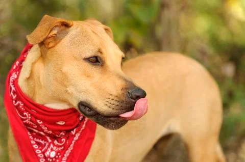 Dog Licking Stock Photos