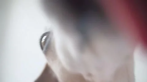 Dog licking screen video Vídeo Stock 148788073