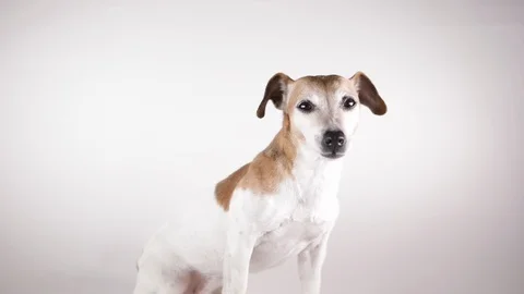 Dog licking white background Vídeo Stock 124133570