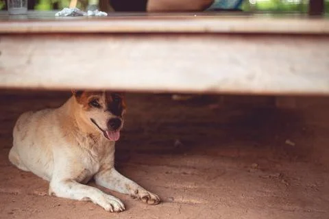 A dog that licks fur Lying under a white desk Stock Photos