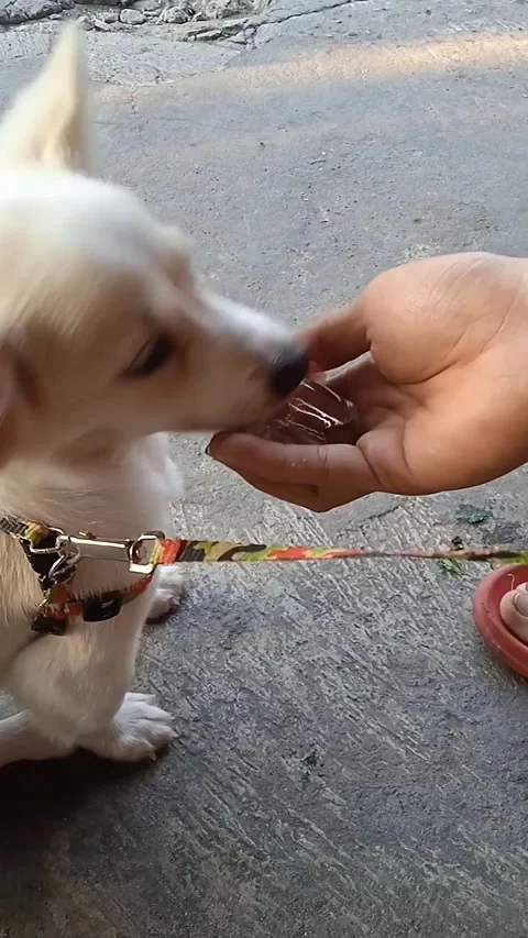 Dog licks ice cube Stock Footage 245230381