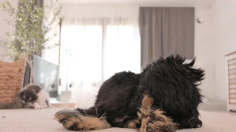 The dog licks itself, the hungry pet licks its nose and lips. Black Cocker Stockbeeldmateriaal 202277673