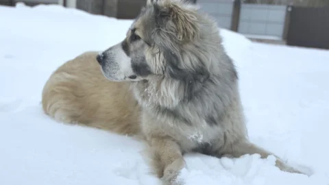 Dog lies and eats snow Stock Footage 88101104