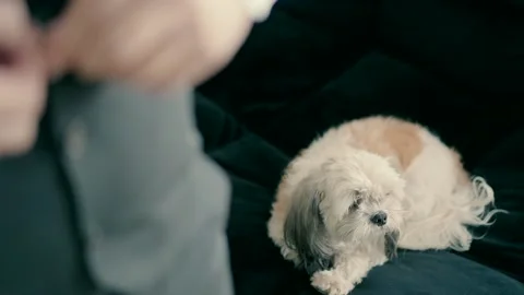 A dog lies on the couch while its owner dresses for the event Video stock 228865535