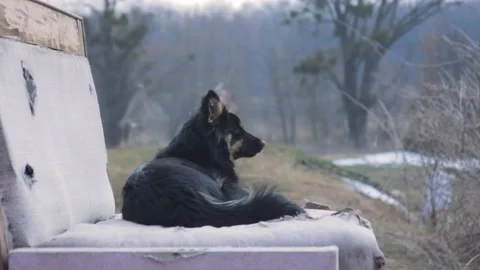 The dog lies on the couch in the yard Stock Footage 142442760