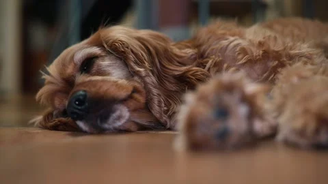 A dog lies down on the floor with its eyes closed, clearly in a state of Stock Footage 338447480