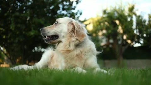 Dog lies down in grassy backyard, sniffing something and looking alert while Stock Footage 326434207
