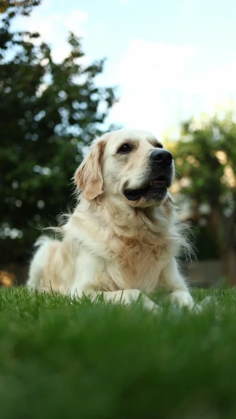 Dog lies down in grassy backyard, sniffing something and looking alert while Stock Footage 326435417