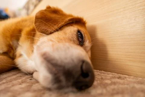 A dog lies down on a soft surface next to a wooden wall. The dog looks rela.. Stock Photos