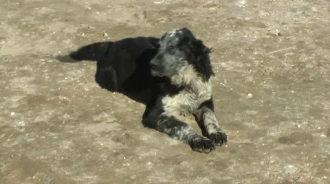 Dog lies down under the sun. Vídeos de archivo 59936756