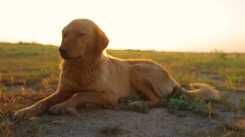 Dog lies on grass and gnaws stick. Nature landscape. Sunset. Happy dog outdoor. Stock Footage 89789155