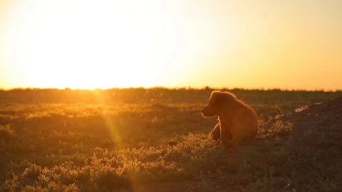 Dog lies on grass and gnaws stick. Nature landscape. Sunset. Happy dog outdoor. Stock Footage 89929366