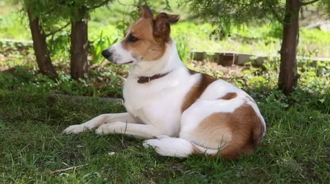The dog lies on the grass  Stock Footage 49827916