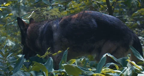 Dog lies in the grass Stock Footage 129349242