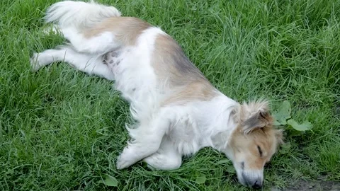The dog lies on the grass Stock Footage 136546404