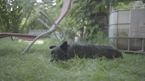 Dog lies on the grass Stock Footage 264291555