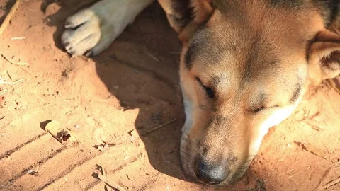 The dog lies on the ground. Stock Footage 83237423