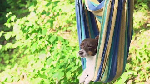 Dog lies in a hammock Stock Footage 136875958