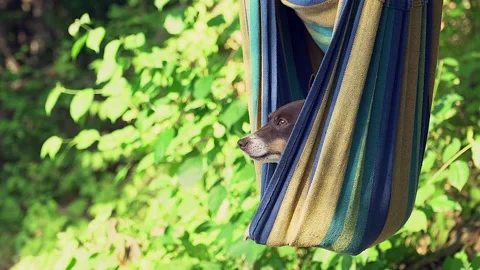 Dog lies in a hammock Stock Footage 136876039