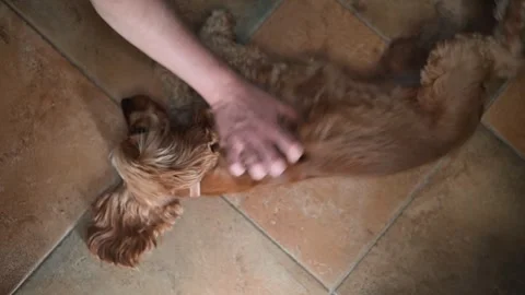 A dog lies on its back on the floor as a person gives it belly rubs. The person, Stock Footage 338447370