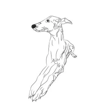 Dog lies, lines, vector, Stock Illustration