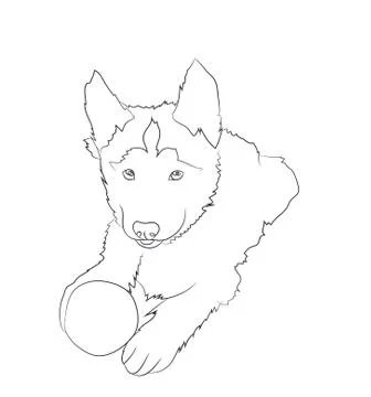 Dog lies, lines, vector, Stock Illustration