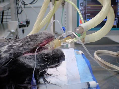 The dog lies on the operating table under gas anesthesia. An endotracheal tube Stock Photos