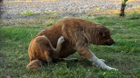 Dog lies in the park. The dog pulls fleas out of the coat. Itchy dog. Wool paras Vídeos de archivo 247227799