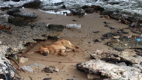 Dog Lies On Polluted Beach With Waves Crashing In Stock Footage 120726679