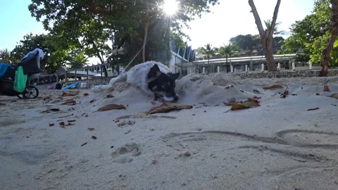 The dog lies on the sand under the rays of the sun 스톡 동영상 191957966