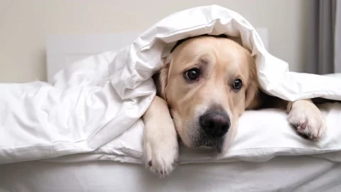 The dog lies under the covers. Stock Footage 168930934
