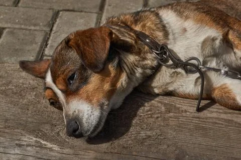 The dog lies in the yard of the house on an old board. Stock Photos