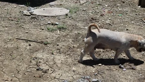 Dog light brown walking on clay ground Stock Footage 139903563