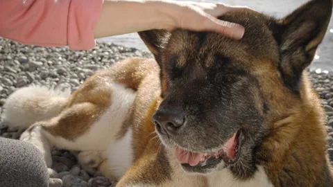 The dog likes it when the owner pats her on the head. Taken in close-up. Stock Footage 263371394