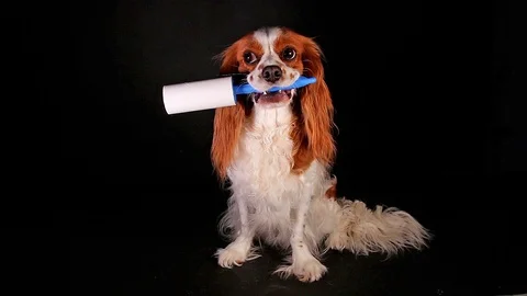 Dog with lint roller to avoid fur shedding. Video stock 90228209