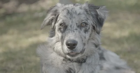 Dog is listening Video stock 107103681