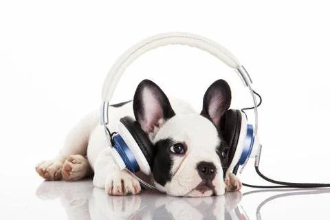 Dog listening to music with headphones isolated on white background. French.. Stock Photos