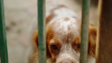 Dog locked in a cage Stock Footage 140232920